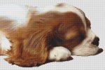 (image for) Sleepy Cavalier Pup